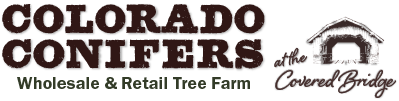 Colorado Conifers