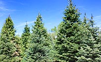 Wholesale Christmas Trees