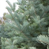 Concolor Fir