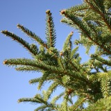 Norway Spruce