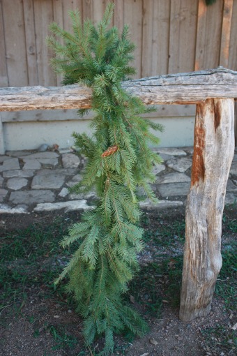 Douglas Fir