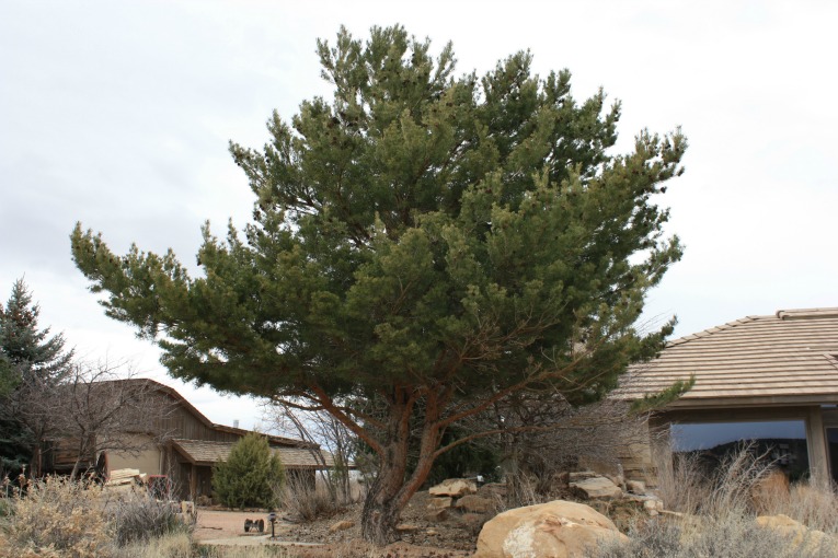 Scotch Pine