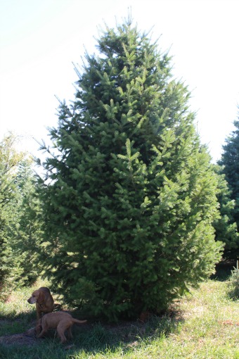 Douglas Fir