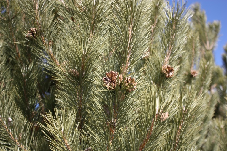 Ponderosa Pine