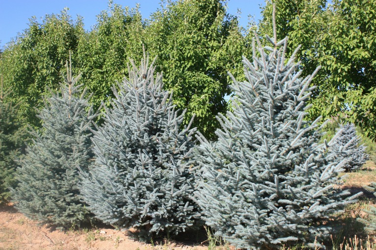 Colorado Blue Spruce