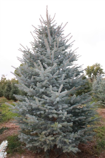 Colorado Blue Spruce