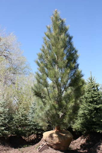 Ponderosa Pine