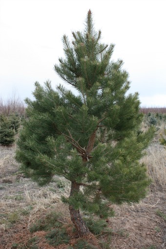 Scotch Pine
