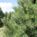 Scotch Pine