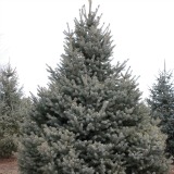 Engelmann Spruce