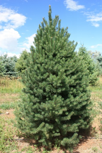 Scotch Pine