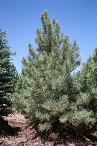 Ponderosa Pine