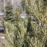 Piñon Pine