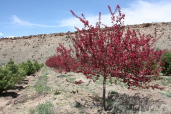 Prairie Fire Crabapple