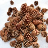 Ponderosa Pine Cones