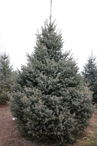 Engelmann Spruce