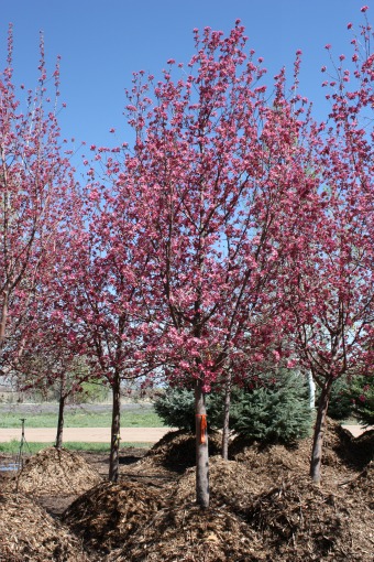 Radiant Crabapple