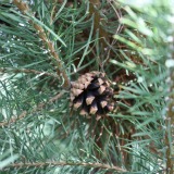 Scotch Pine