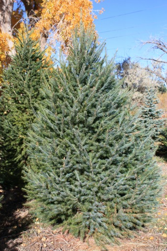 Douglas Fir