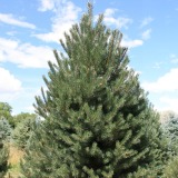 Scotch Pine