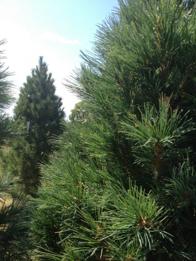 Southwestern White Pine