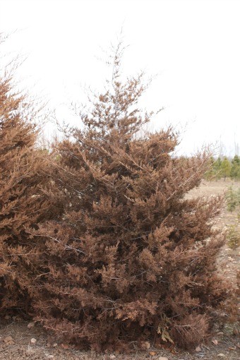 Red Cedar's Winter color, hence the name.