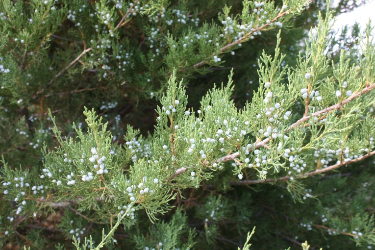 Red Cedar Berries