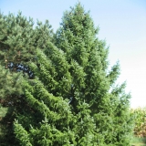 Serbian Spruce