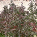 Autumn Purple Ash