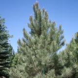 Ponderosa Pine