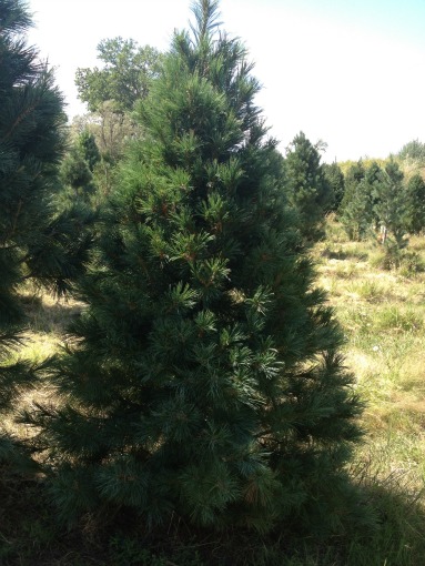 Southwestern White Pine