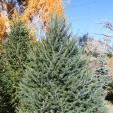 Douglas Fir