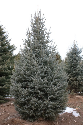 Engelmann Spruce