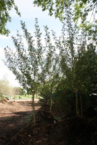 Narrowleaf Cottonwood