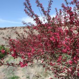 Prairie Fire Crabapple