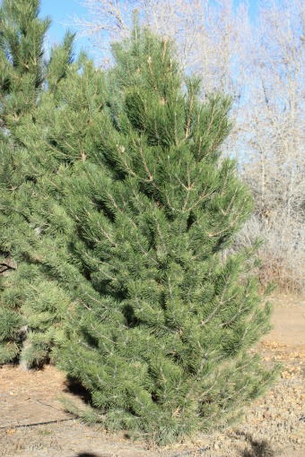 Austrian Pine