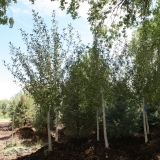 Narrowleaf Cottonwood