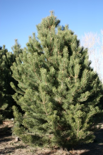 Austrian Pine