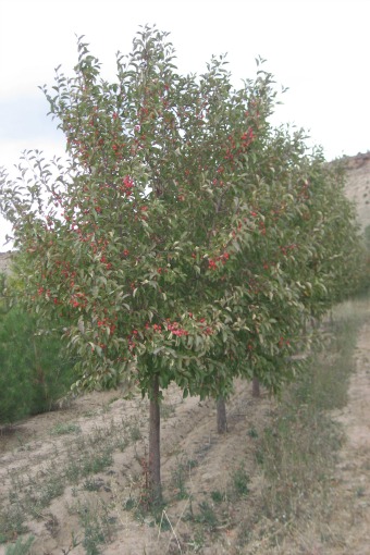 Radiant Crabapple