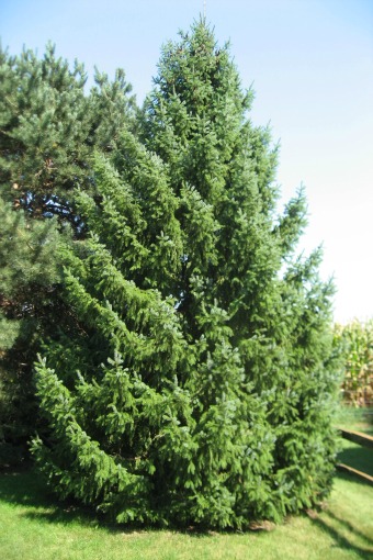 Serbian Spruce