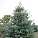 Colorado Blue Spruce