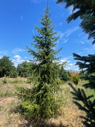 Serbian Spruce