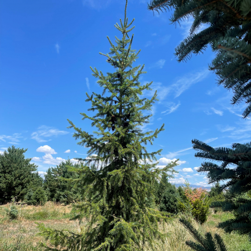 Serbian Spruce