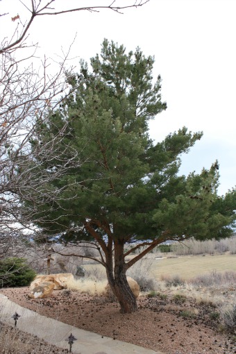 Scotch Pine