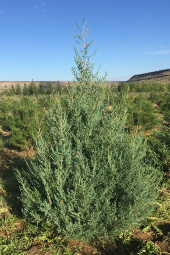 Rocky Mountain Juniper