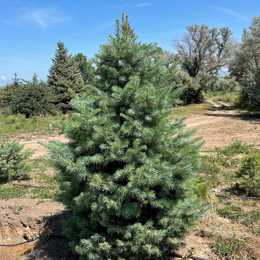 Concolor Fir