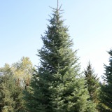 Concolor Fir