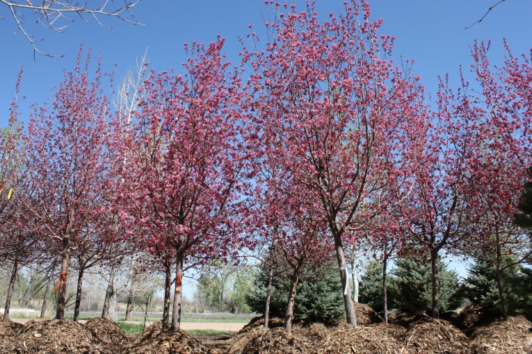 Radiant Crabapple