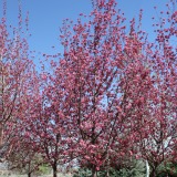 Radiant Crabapple