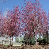 Radiant Crabapple